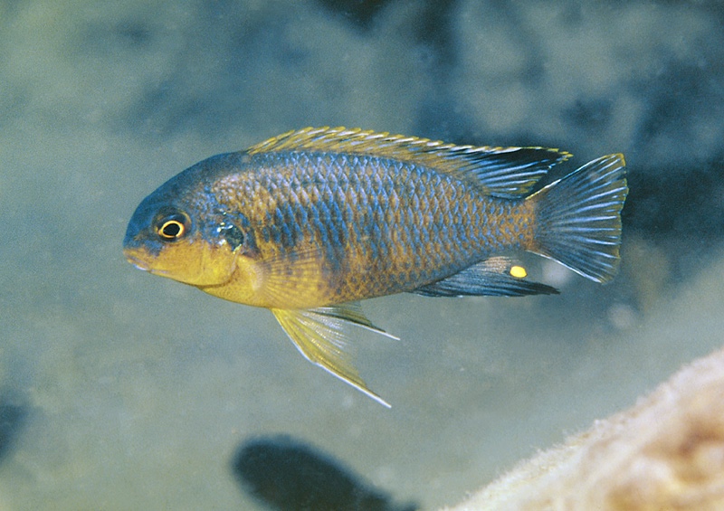 Tropheops gracilior 'Chesese'